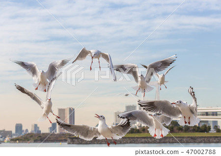 Odaiba Gull blue sky along the coast Odaiba Gull blue sky along the coast 47002788