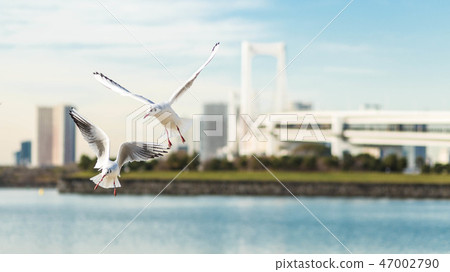 Odaiba Gull blue sky along the coast 47002790