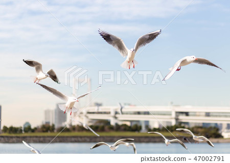 Odaiba Gull blue sky along the coast 47002791