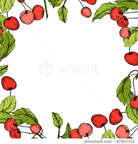 Vector Cherry fruits on white background. Green leaf. Red and green engraved ink art. Frame border Vector Cherry fruits on white background. Green leaf. Red and green engraved ink art. Frame border 47003152