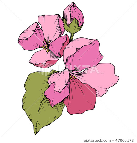 Vector Apple blossom floral botanical flower. Pink and green engraved ink art. Isolated flowers Vector Apple blossom floral botanical flower. Pink and green engraved ink art. Isolated flowers 47003178