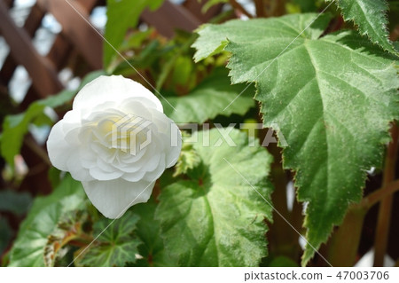 White flowers of begonia 47003706