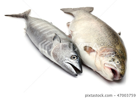 Fresh Bonito and Salmon on white background 47003759