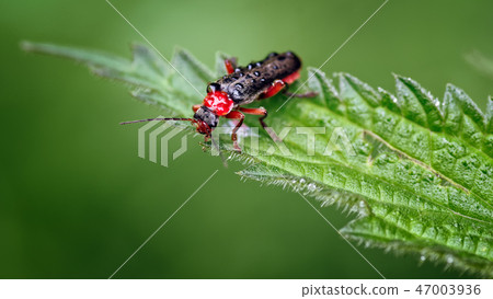 Soldier beetle, Cantharis nigra Red Form on Nettle Soldier beetle, Cantharis nigra Red Form on Nettle 47003936