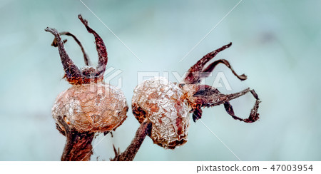 Natural Texture Abstract, Rose Hip Decay. 47003954