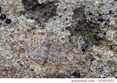 Mottled beauty Moth, Alcis repandata, Camouflaged. 47003955