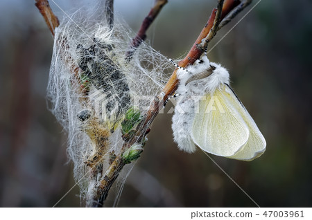 Male White Satin Moth Freshly Emerged from Pupa. 47003961