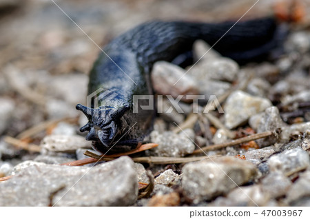 Large Black Slug, Arion ater in Glen Affric. Large Black Slug, Arion ater in Glen Affric. 47003967