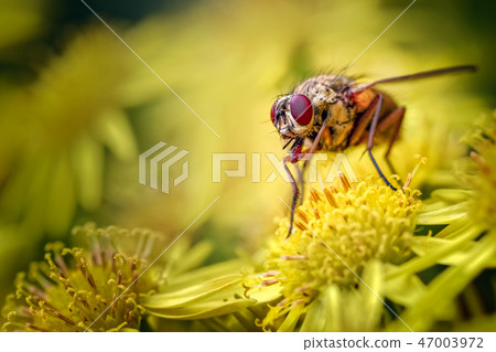 House Fly, Helina reversio feeding on Ragwort. 47003972