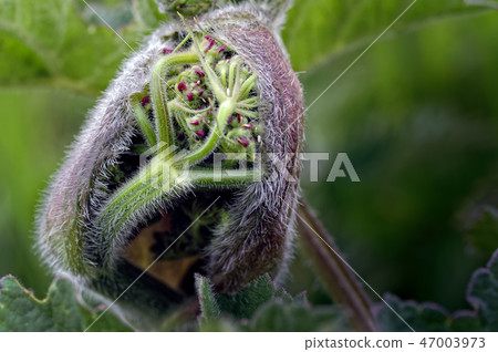 Hogweed Plant, Heracleum sphondylium, Bud Opening. 47003973