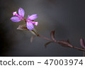 Heath Milkwort, Polygala serpyllifolia. 47003974