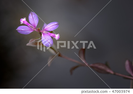 Heath Milkwort, Polygala serpyllifolia. 47003974