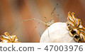 Harvestman on Poppy seed head panorama. 47003976