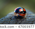 Harlequin ladybird walking away. 47003977