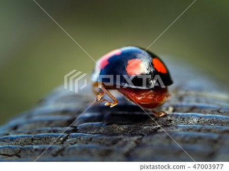 Harlequin ladybird walking away. 47003977