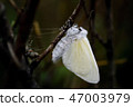 Fresh Female White Satin Moth Emergent. 47003979