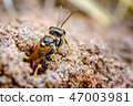 Field Digger Wasp. Mellinus arvensis, Wasp 2 47003981