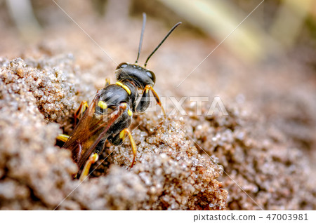 Field Digger Wasp. Mellinus arvensis, Wasp 2 47003981