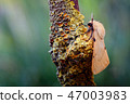 Buff Ermine Moth, Spilosoma luteum on Lichen twig. 47003983