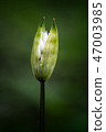 Wild Garlic or Ransom Allium ursinun. 47003985