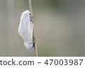 White Satin Moths Mating Discretely 47003987