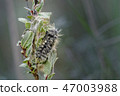 White Satin Moth Pupating on Dwarf Willow 47003988