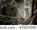 White Satin Moth Early Pupa in Silk Web 47003990