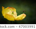 Welsh Poppy, Meconopsis cambrica in woodland. 47003991