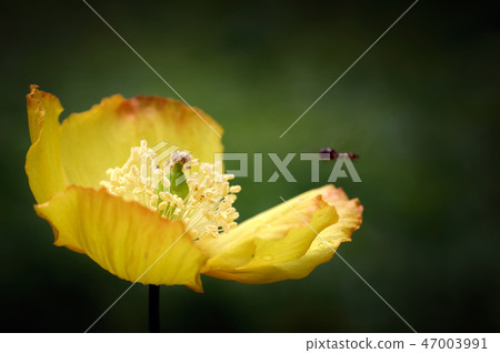 Welsh Poppy, Meconopsis cambrica in woodland. 47003991
