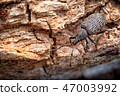 Vine Weevil on Rotten Log, Otiorhynchus sulcatus. 47003992