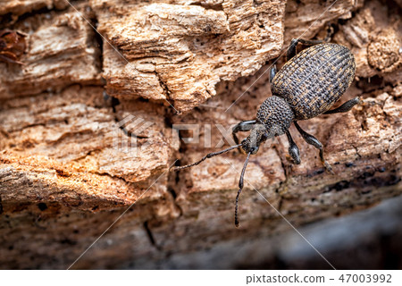 Vine Weevil on Rotten Log, Otiorhynchus sulcatus. 47003992