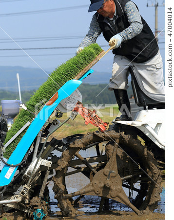 Male image rice planting with rice transplanter Male image rice planting with rice transplanter 47004014
