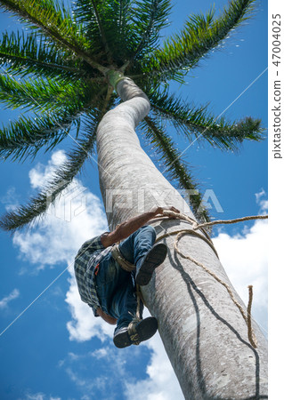 Adult male climbs coconut tree to get coco nuts 47004025