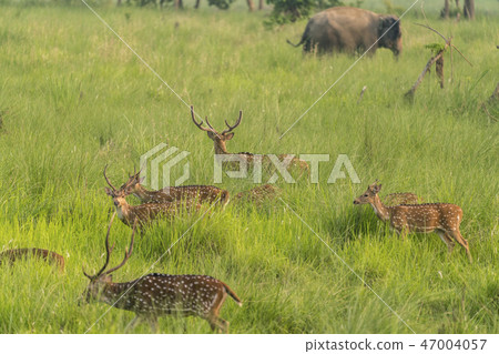 Sika or spotted deers herd in the elephant grass 47004057