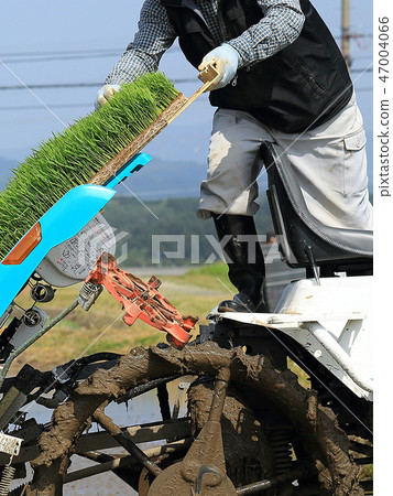 Male image rice planting with rice transplanter Male image rice planting with rice transplanter 47004066
