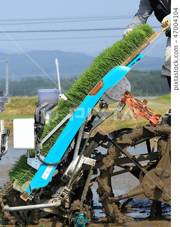 Male image rice planting with rice transplanter Male image rice planting with rice transplanter 47004104