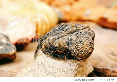 Trilobite fossil Trilobite fossil 47004176