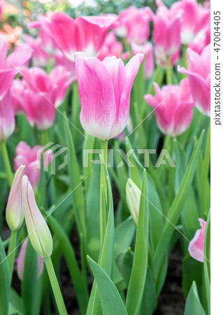 Beautiful pink tulip flower in the garden Beautiful pink tulip flower in the garden 47004405