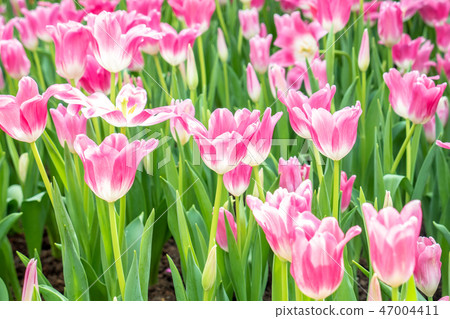 Beautiful pink tulip flower in the garden 47004411