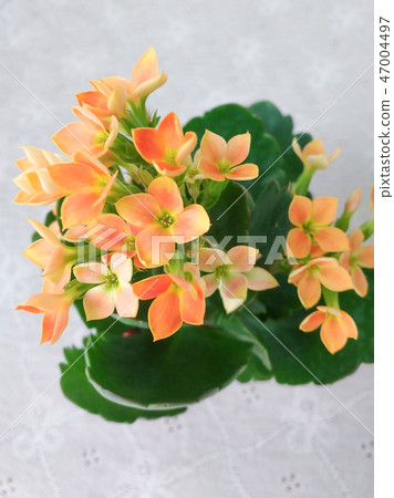 Kalanchoe blossfeldiana orange color blossoms Kalanchoe blossfeldiana orange color blossoms 47004497