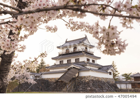 Shiraishi Castle Spring Cherry Castle 47005494