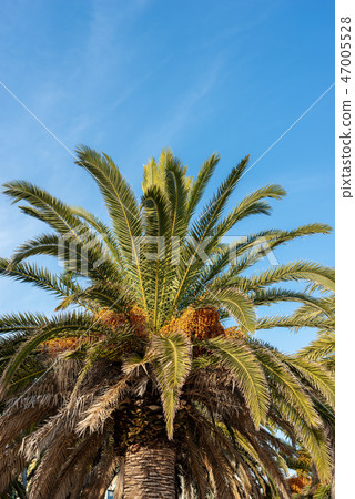 Date palm with green leaves and orange fruits 47005528