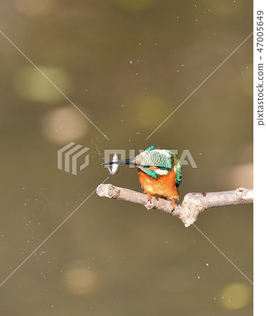 Kingfisher's meal Kingfisher's meal 47005649