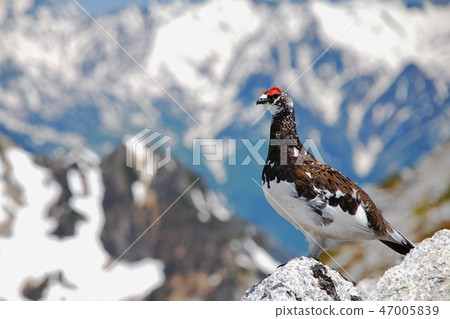 Special Natural Monument Rock Ptarmigan Special Natural Monument Rock Ptarmigan 47005839