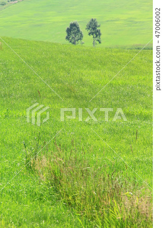 夏天,草地,綠色,寬闊的草地 夏天,草地,綠色,寬闊的草地 47006002