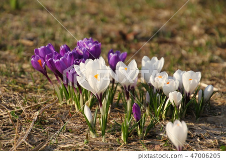 Spring flowers, saffron and crocus 47006205