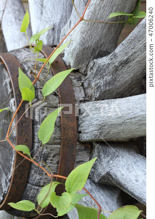 Clematis leaves and vines entwined in a wooden cart Clematis leaves and vines entwined in a wooden cart 47006240