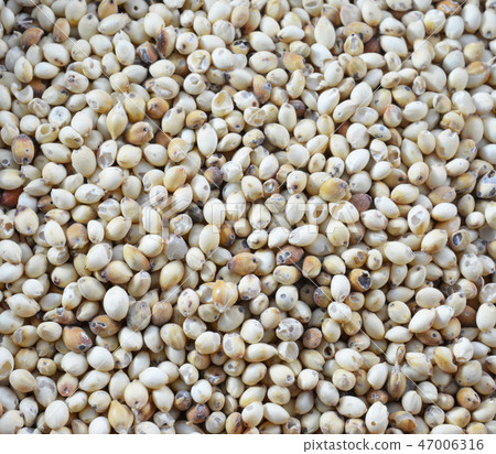 Sorghum rice background . 47006316