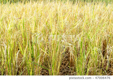 Close up of paddy rice plant Close up of paddy rice plant 47006476