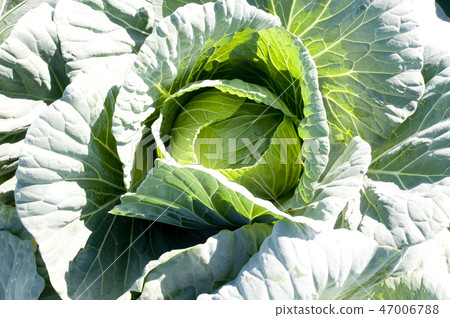 Cabbage field 47006788